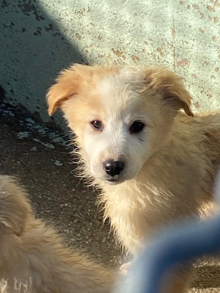 Dublino sucht sein für immer Zuhause