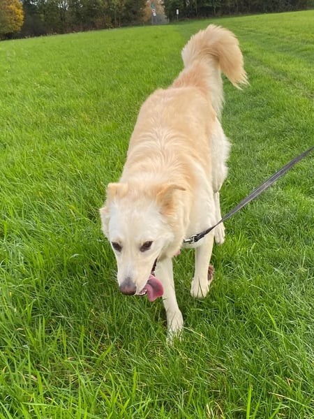 Mimi sucht ihr Glücl