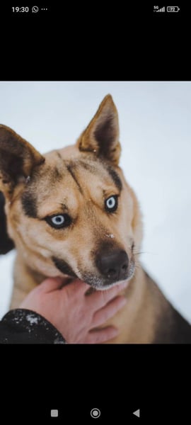 Husky Mischling Martin sucht sein Für -immer -Zuhause ❤️❤️❤️