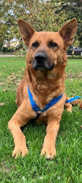 Schäferhund Mischling Roni sucht sein Zuhause ❤️