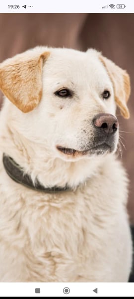 Willy reinrassiger Labrador sucht sein Für -immer -Zuhause
