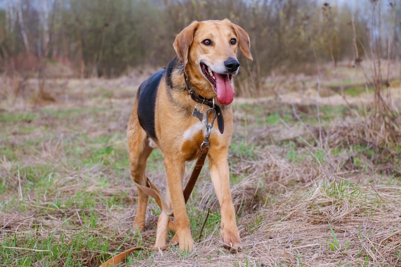 Baddy- Laufhund - sucht ein für immer Zuhause