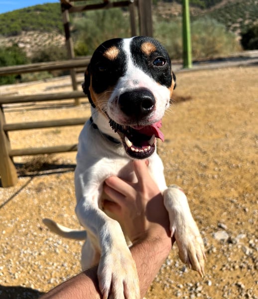 Bestia(TO) ein toller Hund, verspielt und sozial