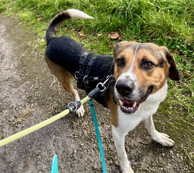 Kiwi ist eine coole Socke