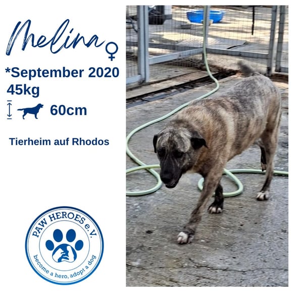 Sanfte Riesing Melina sucht eine Familie!