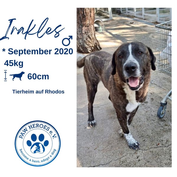 Irakles - ein sanfter großer Kerl auf der Suche nach einem Zuhause