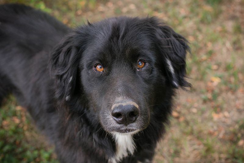 Stoffel: Sucht ein Zuhause