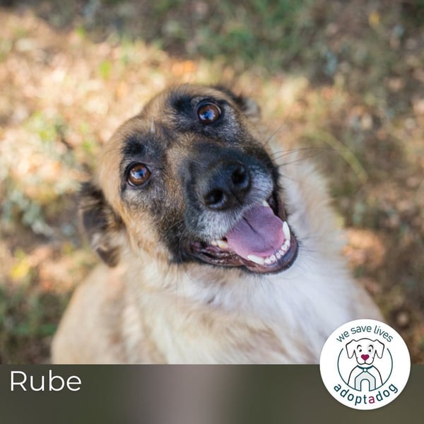 Rube: Sucht ein Zuhause