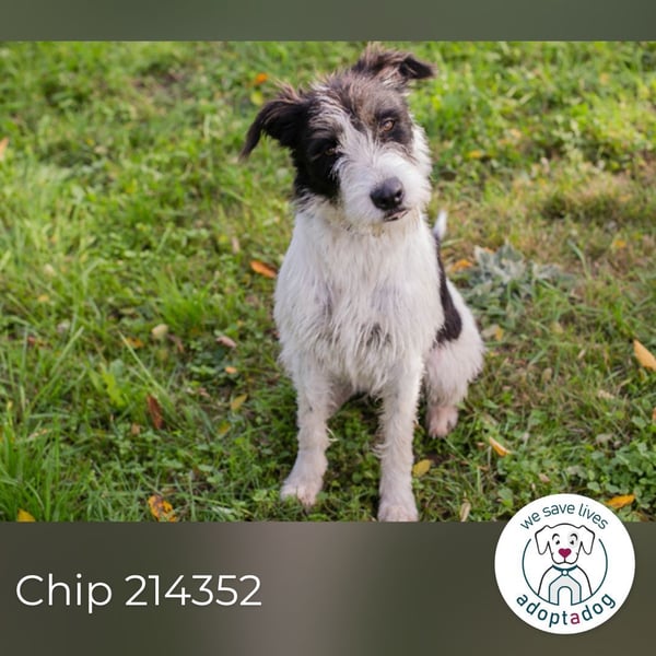 Chip 214352: sucht ein Zuhause