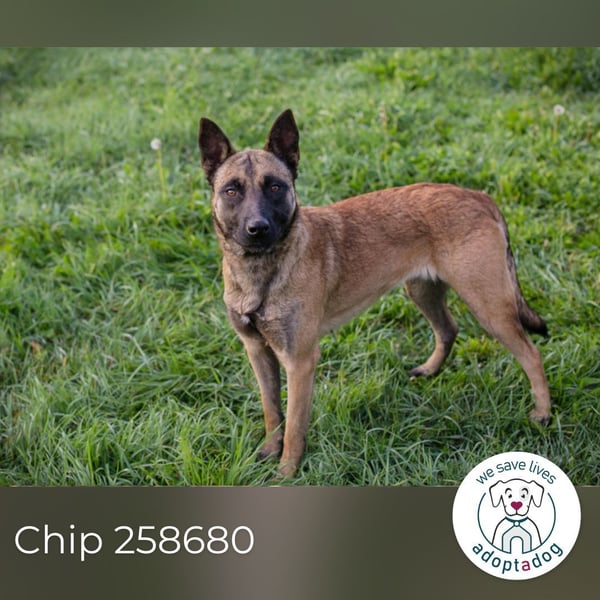 Chip 258680: Sucht ein Zuhause