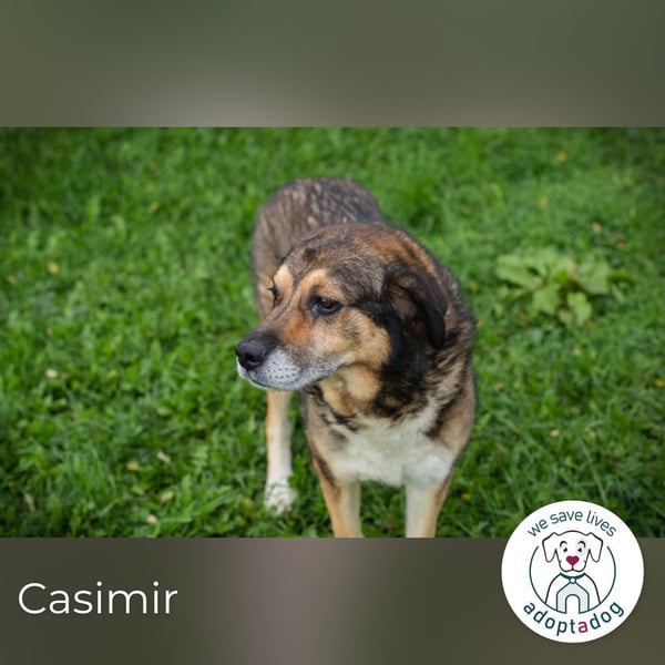 Casimir: Lieber Rüde