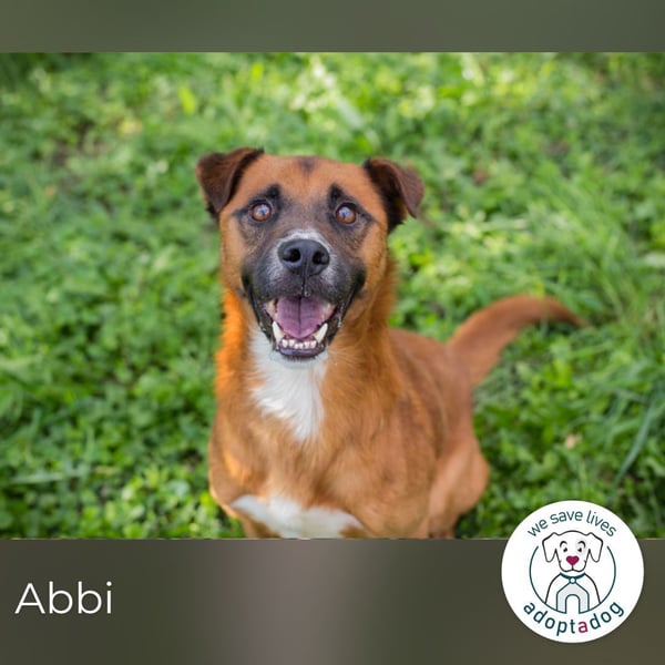 Abbi: sucht ein Zuhause