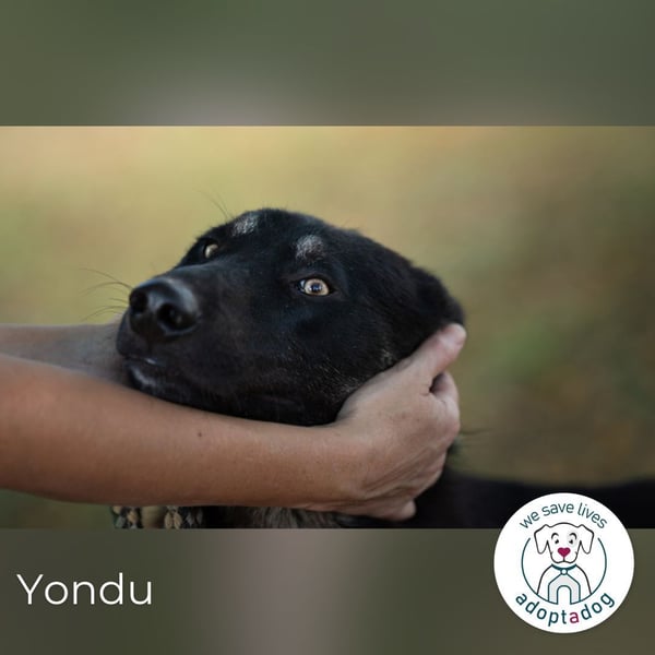 Yondu: Tapferer Schatz