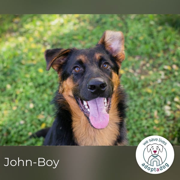 John-Boy: Junghund sucht ein Zuhause