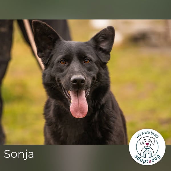 Sonja: Hundemama sucht Zuhause