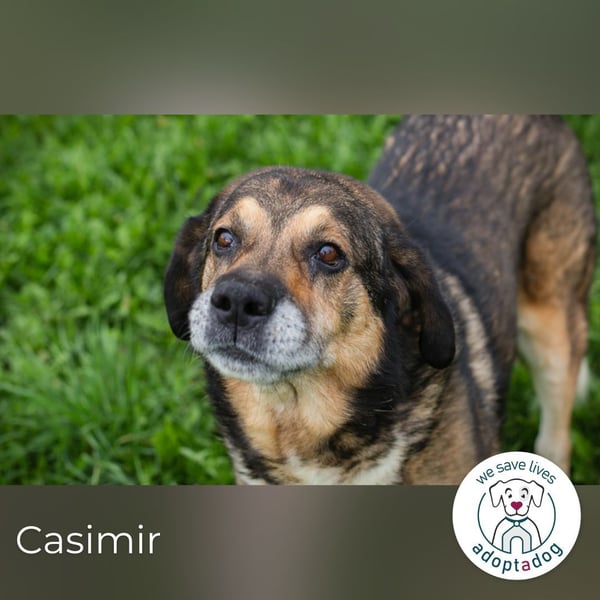 Casimir: Lieber Rüde