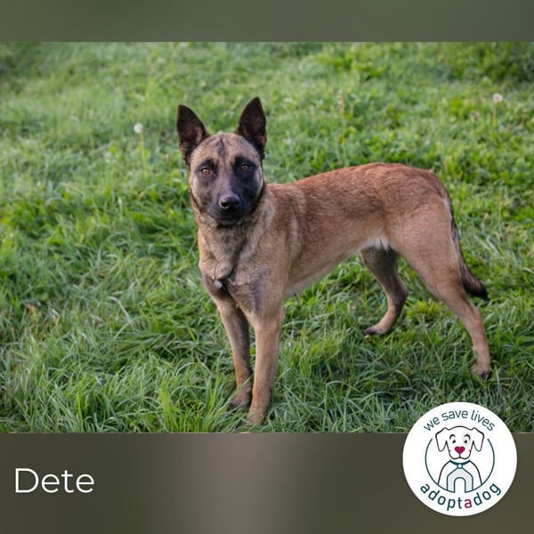 Dete: Sucht ein Zuhause