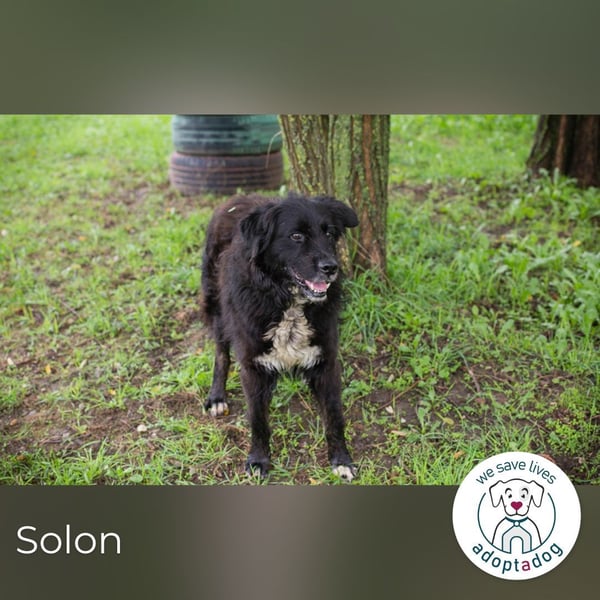 Solon: Tapferer Hundeopa