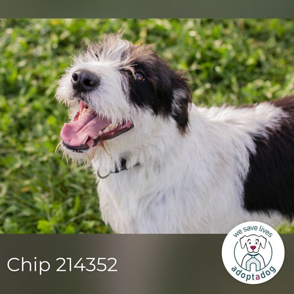 Chip 214352: sucht ein Zuhause