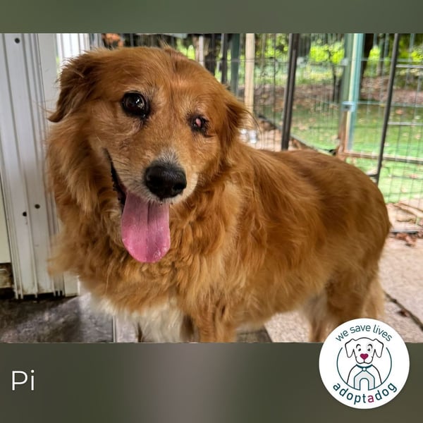 Pi: Liebevolle Seniorin