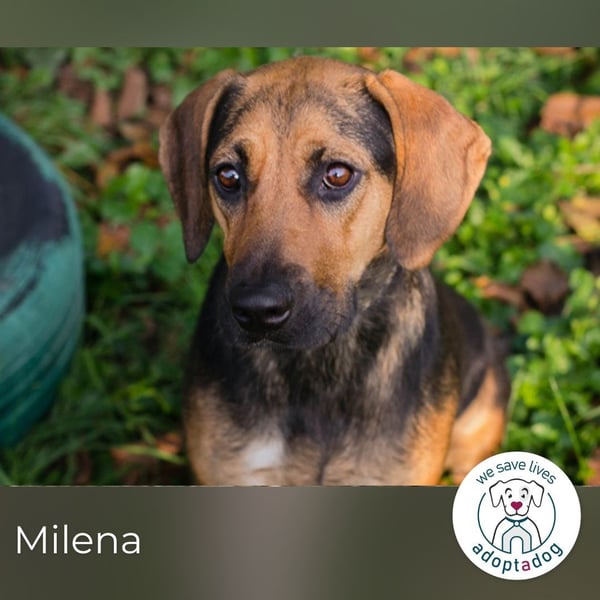Milena: Sucht ein Zuhause
