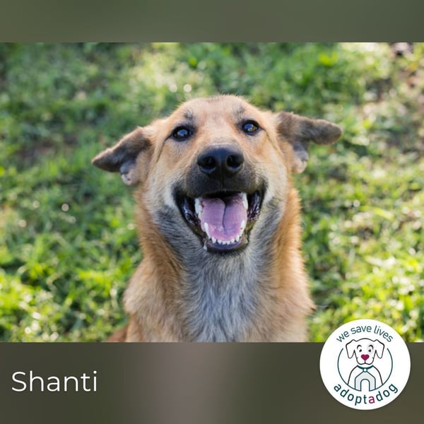 Shanti: Fröhliche Hündin