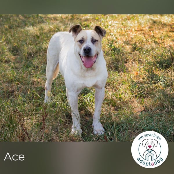 Ace: sanfter Riese sucht ein Zuhause