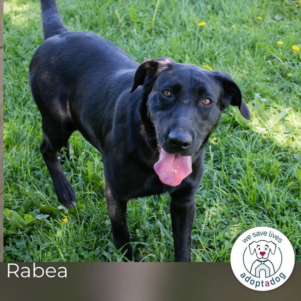 Rabea: Sucht ein Zuhause