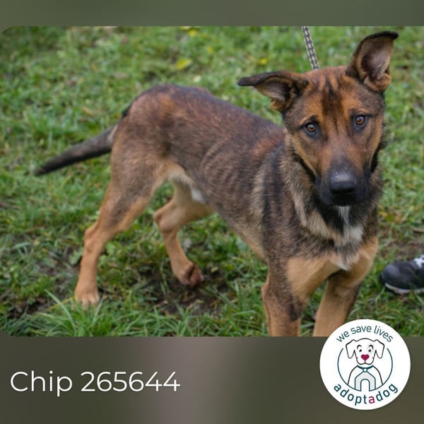 Chip 265644 sucht ein Zuhause