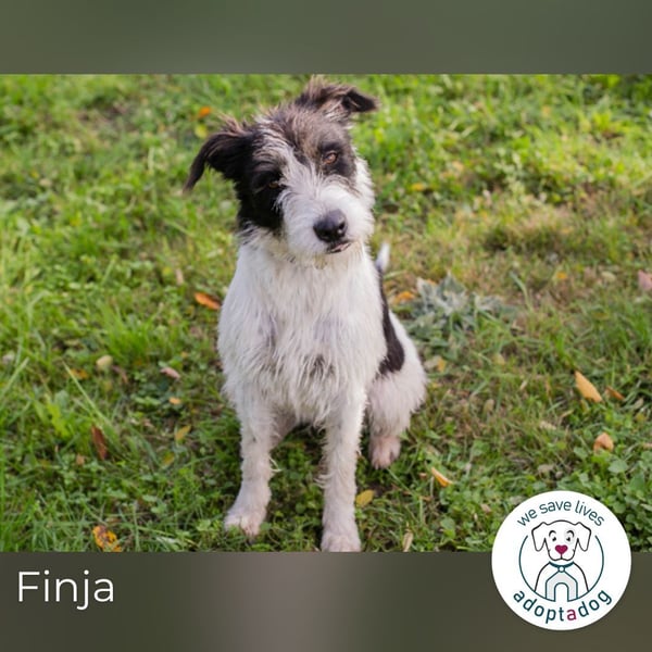 Finja: sucht ein Zuhause