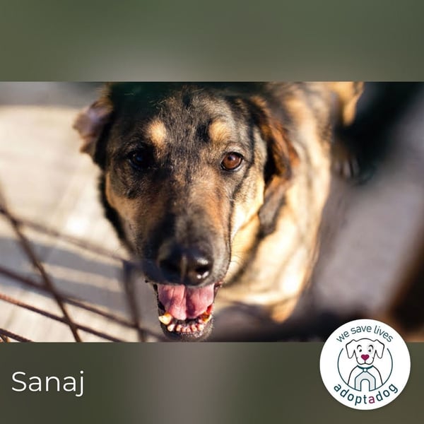 Sanaj: Alt, weise und voller Hoffnung