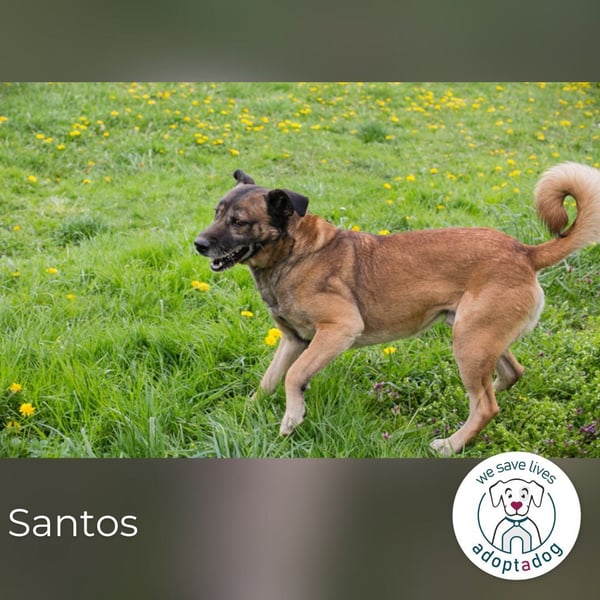 Santos: Aktiv mit grauer Schnauze