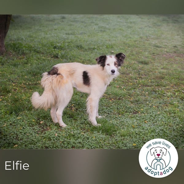 Elfie: Sucht ein Zuhause