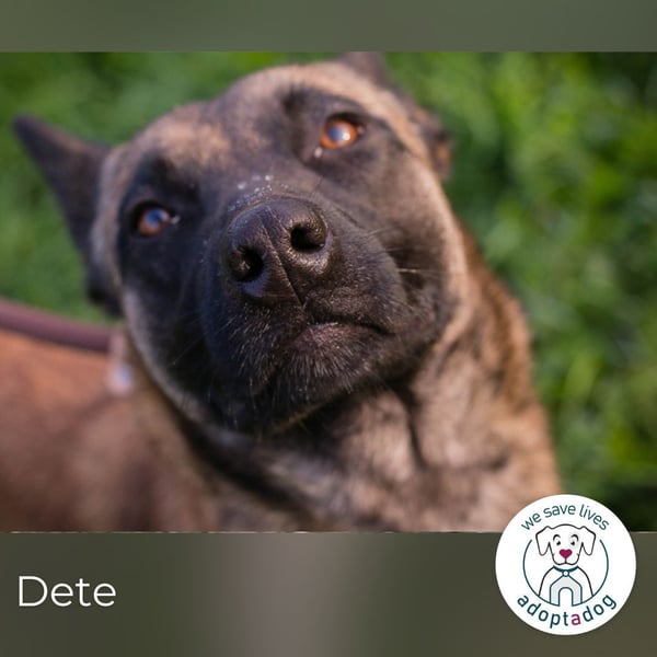 Dete: Sucht ein Zuhause