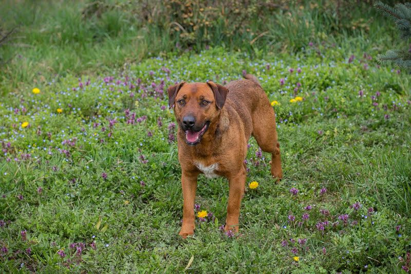 Rusty wartet auf seine Menschen