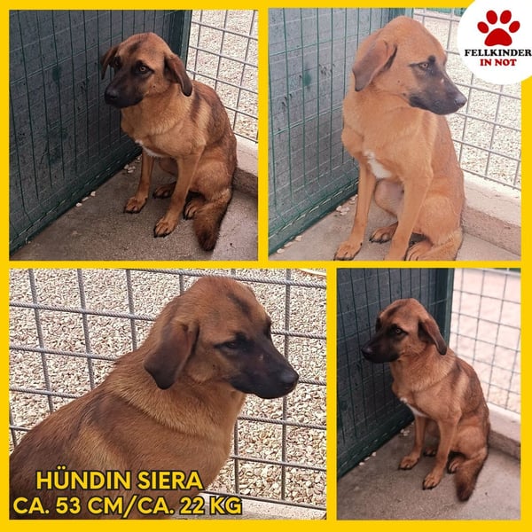 Siera schüchterne Mischlingshündin Mischling Hündin Junghund sucht Zuhause oder Pflegestelle