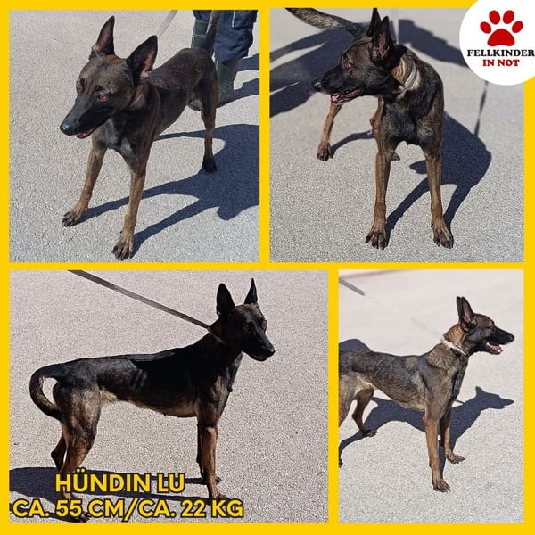 Lu aktive Malinois Mischlingshündin Mischling Hündin sucht Zuhause oder Pflegestelle