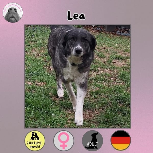 Lea sucht ihr Zuhause