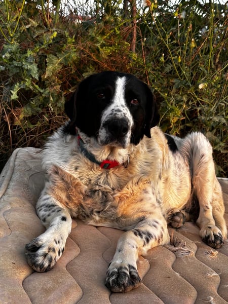 Dacota - gemütlicher Bär sucht Garten oder Bauernhof
