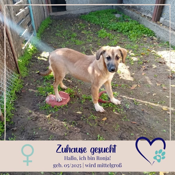 Ronja - lebensfrohe Hündin mit richtig guter Laune