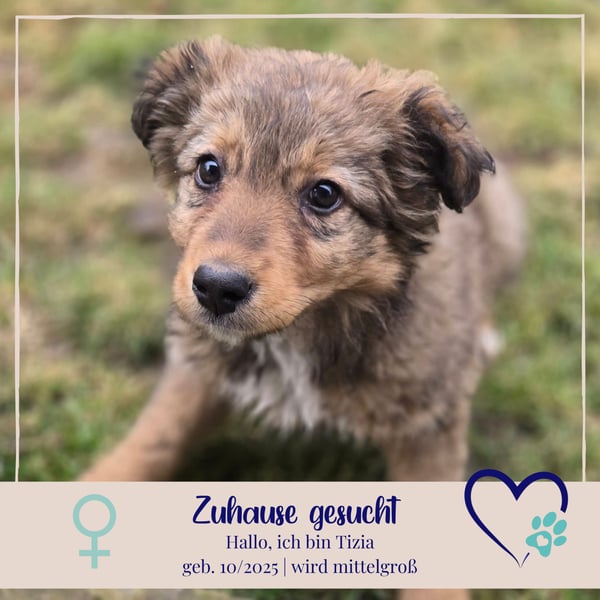 Tizia - verspielt, neugierig und verschmuste Welpe sucht dich