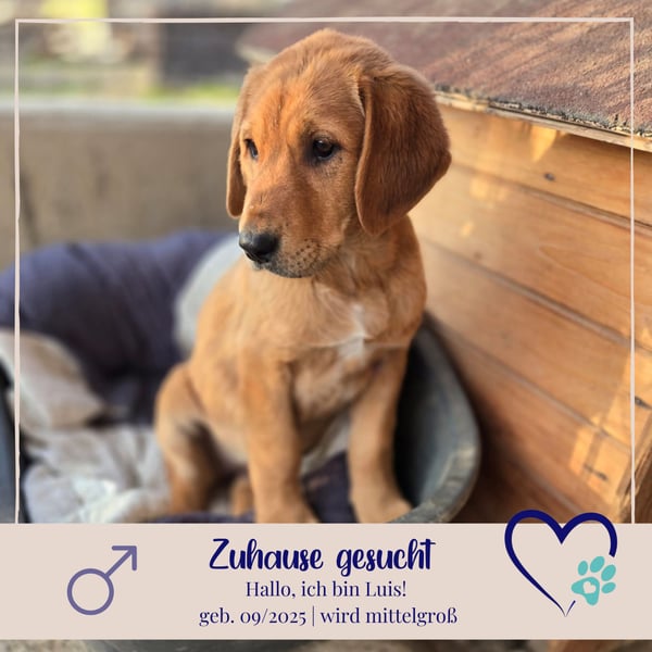 Luis - möchtest Du mir ein Zuhause schenken