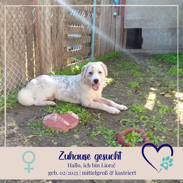 Liora - sanfte, liebe und freundliche Hündin - sucht dich