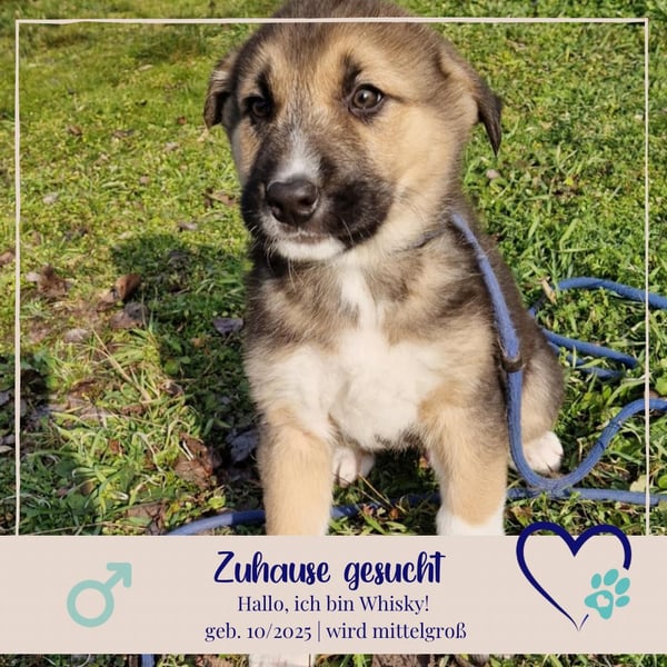 Whisky - junger Rüde möchte Dein Familienmitglied sein