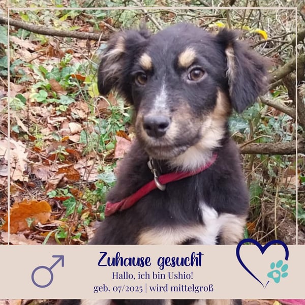 Ushio, sein Blick trifft mitten ins Herz