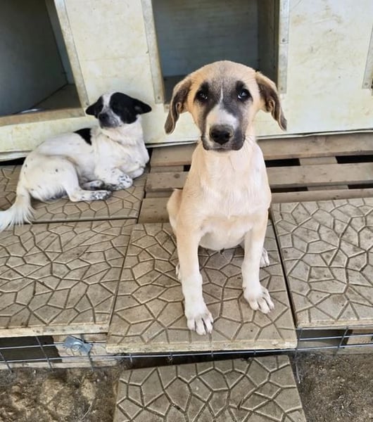 Orlando – tapferer Welpe mit großem Herzen