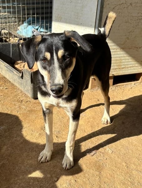 Carlotta – sanfte Hündin sucht ruhiges Zuhause