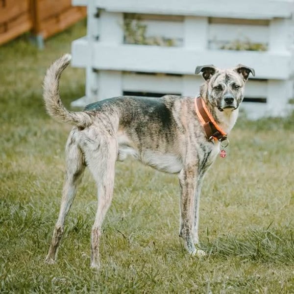 Flori - braucht erfahrene Menschen mit Hunden