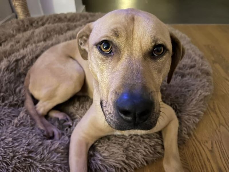 Taco, liebevoller Familienhund, ca. 2 Jahre, ca. 55cm, ca. 24 kg *88131 Lindau*