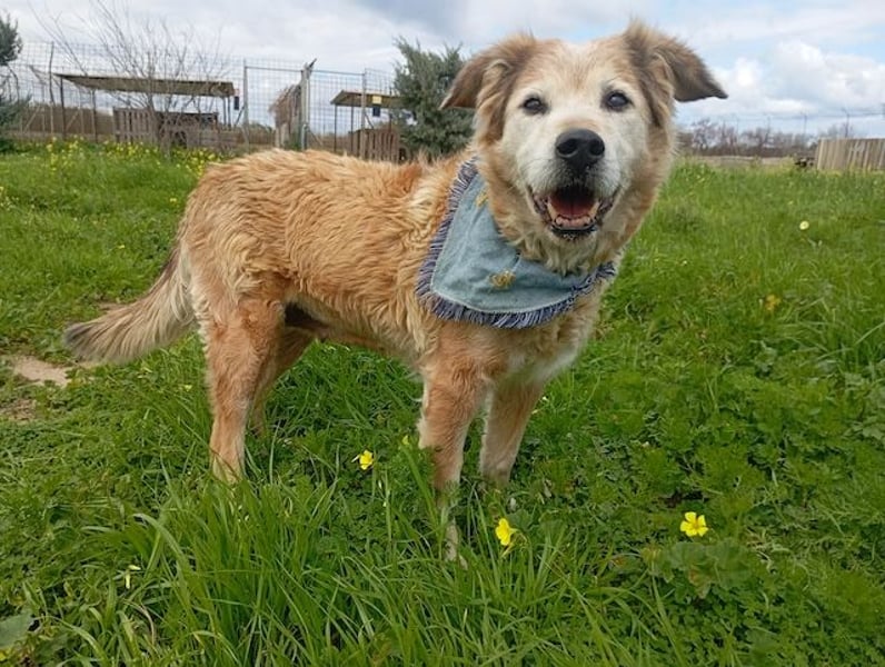 Laourita, tapfere Hundeomi, ca. 11 Jahre, ca. 56 cm, ca. 22 kg